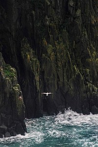 Gannet flying near the cliff at Isle of Skye, Scotland