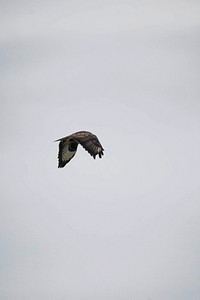 Buzzard flying in a cloudy sky background