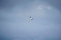 Gannet flying in a blue misty sky