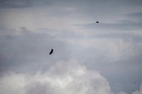 Sea eagles flying in a cloudy sky