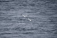 Gannets flying over a blue sea