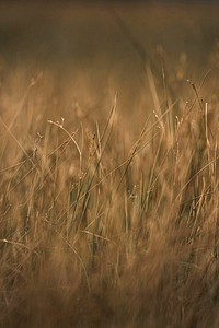 Winter dry grass field background