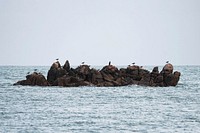 Flock of birds on rocks in the sea