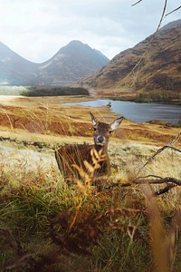 Deer in a field at Glen Etive, Scotland