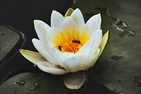 White water lily in a lake