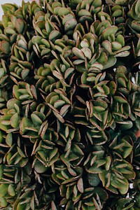 Closeup of tropical coastal succulent plant