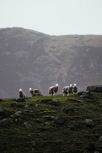 Herdwick sheep on a green hill