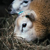 Sheep eating straw at a pen
