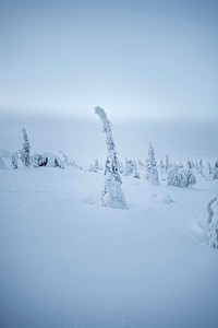 Spruce trees covered by snow at Riisitunturi National Park, Finland