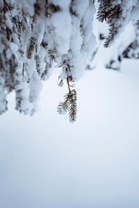 Closeup of spruce trees covered by snow at Riisitunturi National Park, Finland