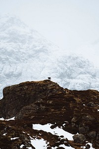 White tailed eagle on Lofoten island, Norway