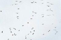Colony of seagulls flying away from eagles over Lofoten island, Norway
