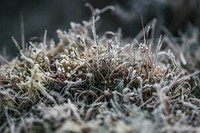 Grass covered with frost at Glen Coe in Scotland