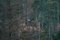 Wild eagle perched on a tree