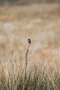 Wild bird in a dry winter field