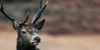 Deer with antlers close up