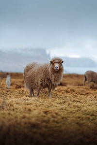 Faroe sheep at the Faroe Islands
