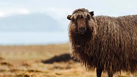 Faroe sheep at the Faroe Islands