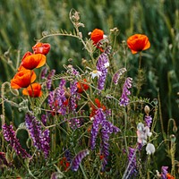 Beautiful wild flowers growing in a field in the summertime