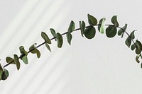 Eucalyptus round leaves by a white wall