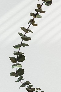 Eucalyptus round leaves by a white wall