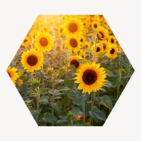 Sunflower field hexagon shape badge, Spring photo