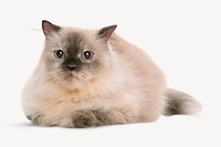 Ragdoll cat sticker, pet animal isolated image psd