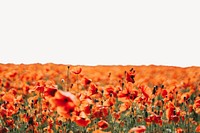 Red poppy flower border, Spring image psd