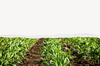 Green corn field background, ripped paper border