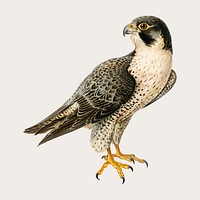 Vector peregrine falcon bird hand drawn