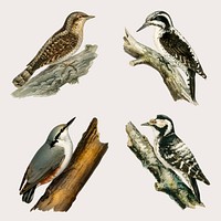 Vector mixed woodpecker birds hand drawn set