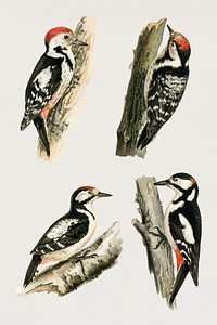 Vintage mixed woodpecker hand drawn bird collection