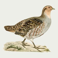 Vector gray partridge bird hand drawn