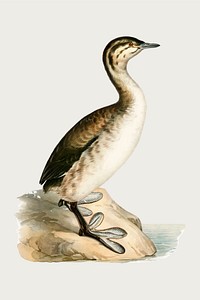 Vector young horned grebe bird hand drawn