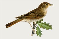 Thrush nightingale bird vector hand drawn