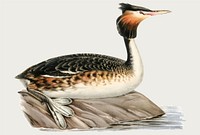 Great crested grebe water bird vectot hand drawn