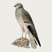 Vector montagu's harrier bird hand drawn