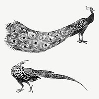 Vintage peacock and cock art print vector, remix from artworks by Theo van Hoytema