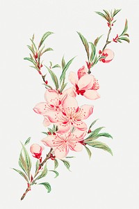 Vintage Japanese peach blossoms art print, remix from artworks by Megata Morikaga