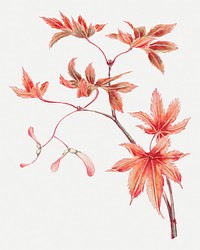 Vintage Japanese maple tree psd art print, remix from artworks by Megata Morikaga