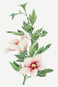 Vintage hibiscus flowers vector art print, remix from artworks by Megata Morikaga