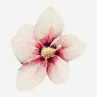 Vintage hibiscus flower vector art print, remix from artworks by Megata Morikaga