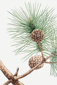 Japanese pine tree vector art print, remix from artworks by Megata Morikaga