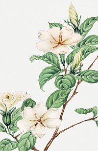 Vintage Japanese cape jasmine psd art print, remix from artworks by Megata Morikaga