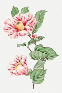Vintage Japanese camellia flower art print, remix from artworks by Megata Morikaga