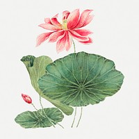 Vintage Japanese lotus art print, remix from artworks by Megata Morikaga