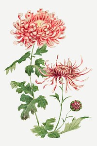 Vintage chrysanthemum flowers vector art print, remix from artworks by Megata Morikaga