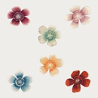 Colorful Sweet William flower vector set, remix from artworks by Zhang Ruoai