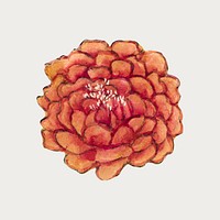 Chinese peony flower vector, remix from artworks by Zhang Ruoai