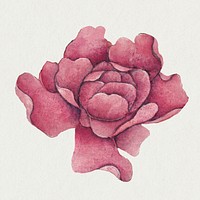 Chinese pink rose flower, remix from artworks by Zhang Ruoai